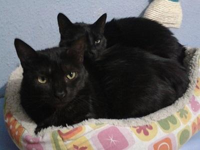 Bruce y Selina preciosos gatos negros de un año