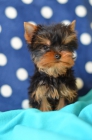 Cachorros Yorkshire - mejor precio | unprecio.es
