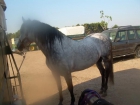 Compra-Venta y Doma de Caballos - mejor precio | unprecio.es