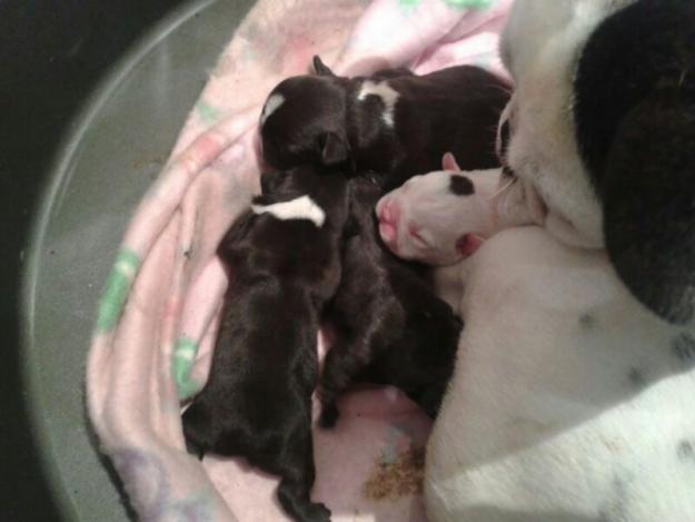 disponible camada de bulldog frances