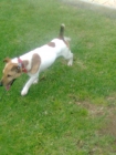 Jack Russell Terrier para montas: - mejor precio | unprecio.es