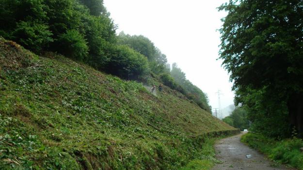 Limpieza de parcelas,tala de pinos,tala y poda de pinos,tala en altura,servicio forestal.