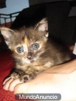 PRECIOSISIMAS GATITAS CAREY DE 1'5 MES EN ADOPCION!!