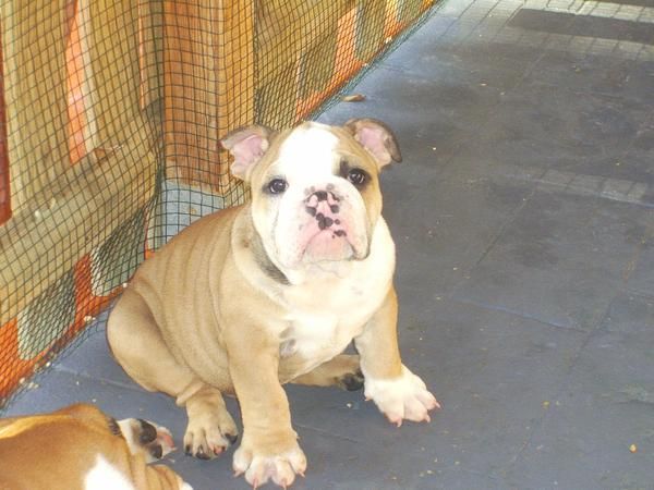 PRECIOSOS CACHORROS BULLDOG INGLES