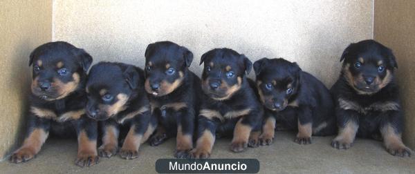 ROTTWEILER