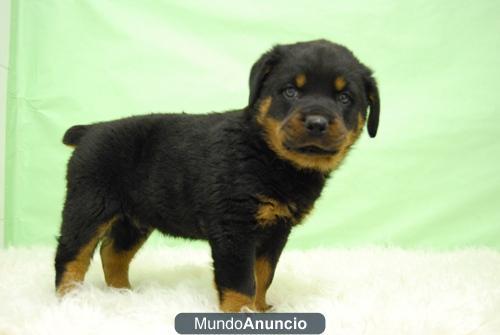 Rottweiler machos y hembras disponibles