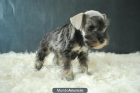 Schnauzer miniatura color plara excelentes cachorros - mejor precio | unprecio.es