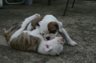 Bulldog inglés, impresionantes cachorros - mejor precio | unprecio.es