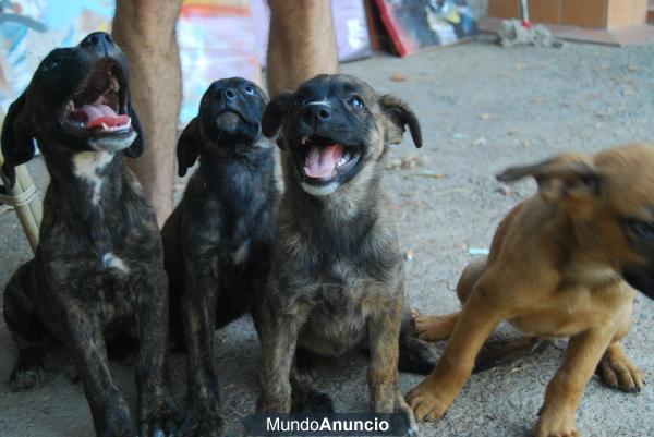 cacchorritos buscando su hogar