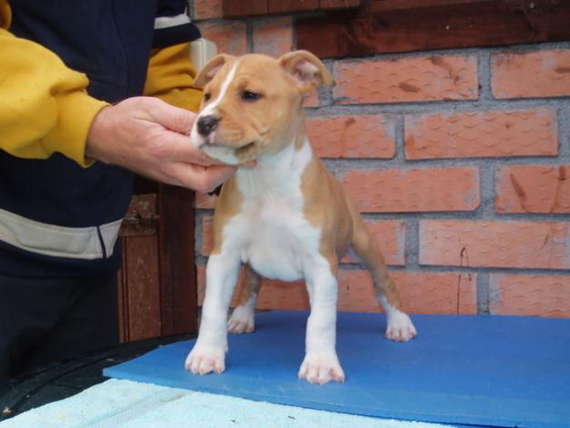 CACHORRA DE AMERICAN STAFFORD