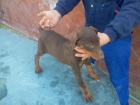 Cachorra de doberman - mejor precio | unprecio.es