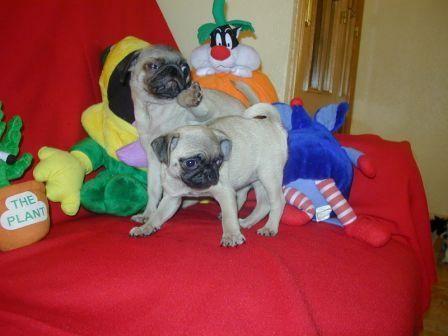 Carlino