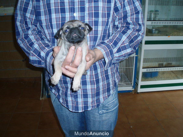 Carlinos 460 euros