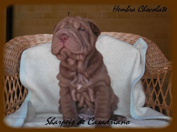 Espectaculares cachorros shar pei