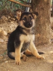PASTOR ALEMAN cachorros EN VIDEO 250 - mejor precio | unprecio.es