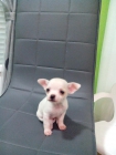 preciosa hembra  chihuahua!economica - mejor precio | unprecio.es