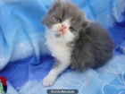 PRECIOSOS GATITOS PERSA - mejor precio | unprecio.es