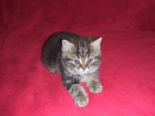 Se venden gatitos - mejor precio | unprecio.es