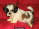 SHIHTZU PRECIOSA CAMADA -- 390 - mejor precio | unprecio.es