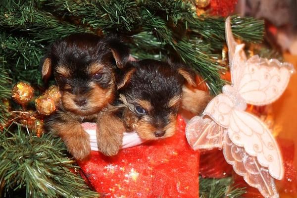 Vendo cachorros de yorkshire terrier.