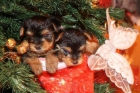 Vendo cachorros de yorkshire terrier. - mejor precio | unprecio.es