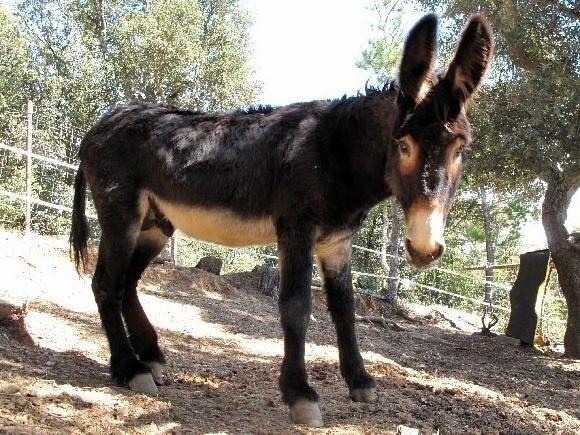 VENTA BURRO ORIGEN CATALAN