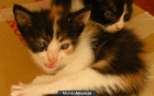 5 gatitos en adopcion - mejor precio | unprecio.es