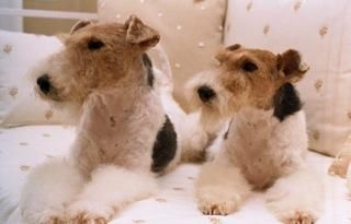 CACHORROS DE FOX TERRIER para casa o exposición