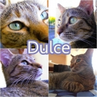 Dulce, su nombre lo dice todo. ¡urgente! - mejor precio | unprecio.es