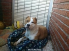 OFREZCO MACHO PITBULL PARA MONTAS - mejor precio | unprecio.es