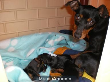 pinscher enano