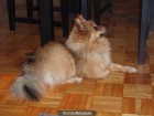 Pomerania (macho) para monta - mejor precio | unprecio.es