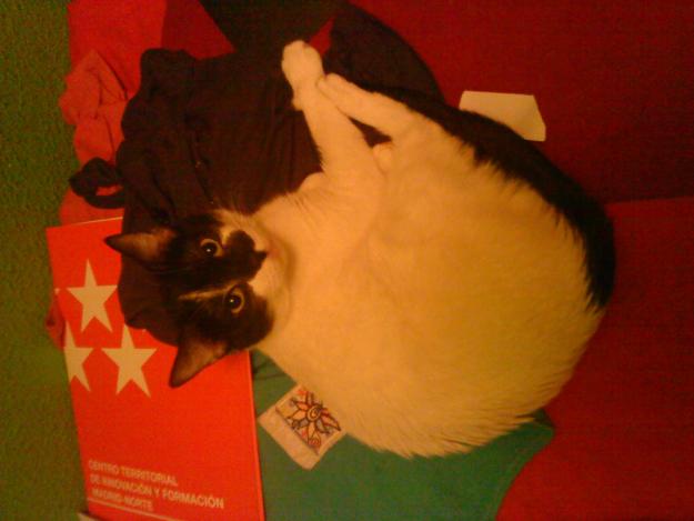 regalo gatita