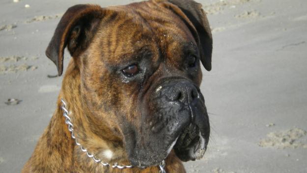 SE OFRECE BOXER PARA MONTAS