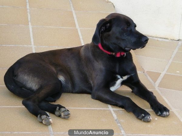 Se regala braco (mestizo)