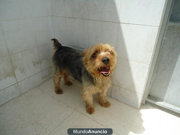 TOBI, LO SACRIFICAN EN LA PERRERA DE BADAJOZ EL JUEVES 12 DE JULIO