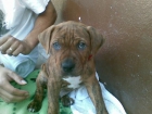 vendo cachorro americand standford - mejor precio | unprecio.es
