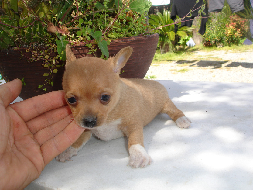 chihuahuas pequeñitos toy