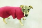 Adopta a Juno - mejor precio | unprecio.es