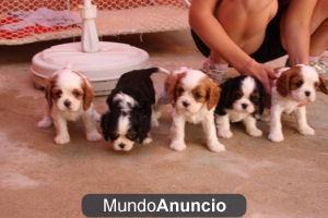 Adoption,Cavalier king charles spaniel, perros, c