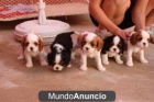 Adoption,Cavalier king charles spaniel, perros, c - mejor precio | unprecio.es