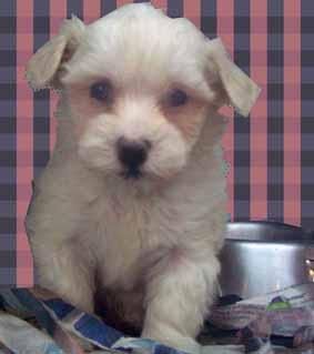 Bichón Maltés