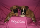 Boxer..cachorros - mejor precio | unprecio.es