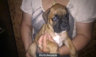 boxer cachorros - mejor precio | unprecio.es
