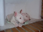 Cachorros Bull Terrier 500 euros - mejor precio | unprecio.es