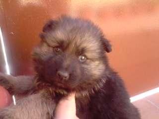 CACHORROS DE PASTOR ALEMAN