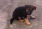 Cachorros de Pastor aleman con pedigree, hembras 250 Euros - mejor precio | unprecio.es