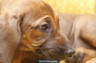 CACHORROS DE RHODESIAN RIDGEBACK–GARANTIA AQUANATURA- Perros, Venta en Tienda, Barcelona - mejor precio | unprecio.es