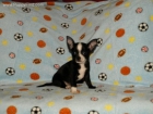 Chihuahua cachorros para cuidar CASAS 150EUROS - - mejor precio | unprecio.es