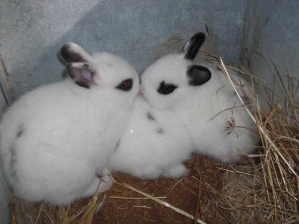 Conejos enanos blancos
